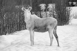 Rare white moose in the front yard II by Jeanine den Engelsman