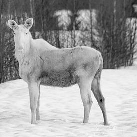 Rare white moose in the front yard II by Jeanine den Engelsman