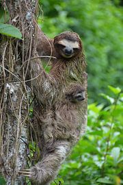 Faultier mit Jungen im Baum, Puerto Vieja Costa Rica von My Footprints