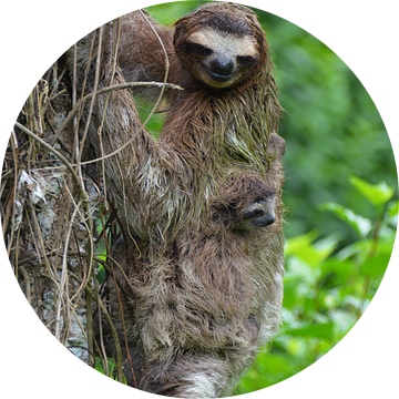 Luiaard met jong in boom,Puerto Vieja Costa Rica van My Footprints