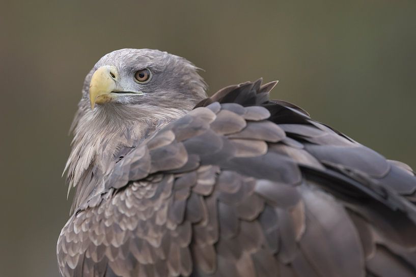 White-tailed Eagle (Haliaeetus albicilla) by Ronald Pol