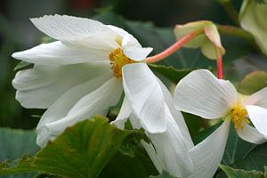 Begonia