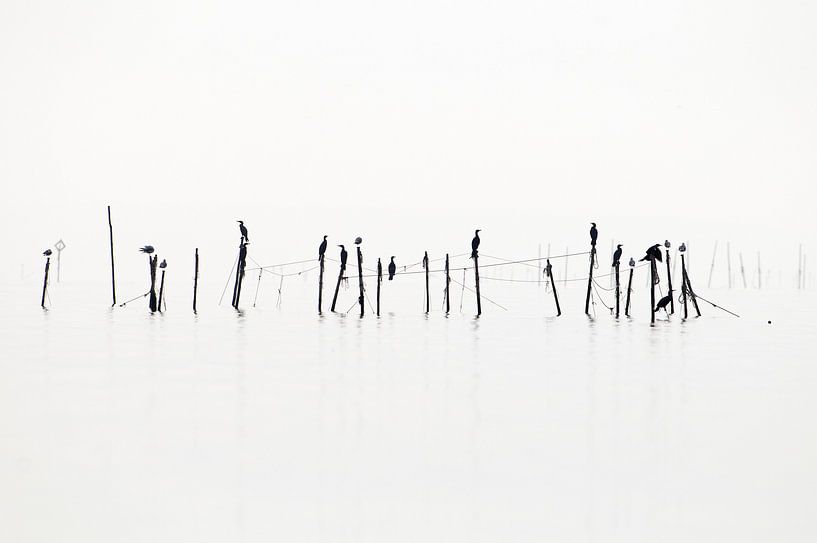 Kormoran an der Angelrute eines Fischernetzes in schwarz-weiß von Marcel van Kammen