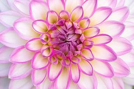 Delicate pink ball dahlia in full bloom shows spring from its most beautiful side by Your Happy Life