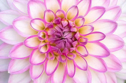 Delicate pink ball dahlia in full bloom shows spring from its most beautiful side