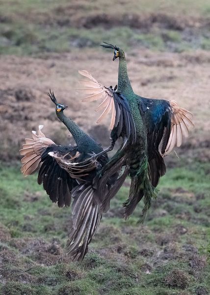 Twee groene pauwen vechten in het Alas Purwo Nationaal Park van Anges van der Logt