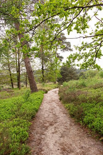 Wandelpad in de groene natuur op de Holterberg