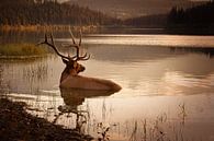 Elk in het water in Banff Nationaal Park Canada tijdens zonsondergang van Christien Brandwijk thumbnail