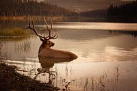 Elch im Wasser in Banff National Park Kanada während des Sonnenuntergangs