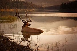 Elk in het water in Banff Nationaal Park Canada tijdens zonsondergang van Christien Brandwijk