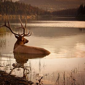 Elk in het water in Banff Nationaal Park Canada tijdens zonsondergang van Christien Brandwijk