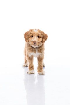 Fotografie hond/puppy wit met spiegelbeeld van Ellen Van Loon