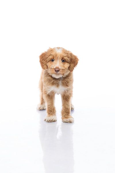 Photographie chien/chiot blanc avec image miroir par Ellen Van Loon