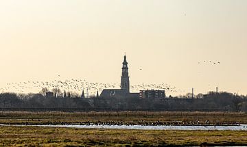 Skyline Middelburg met vogels