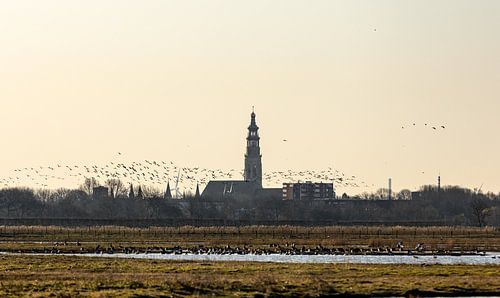 Skyline Middelburg met vogels