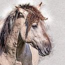 Porträt eines schönen konik pferd von Fotografie Jeronimo Miniaturansicht
