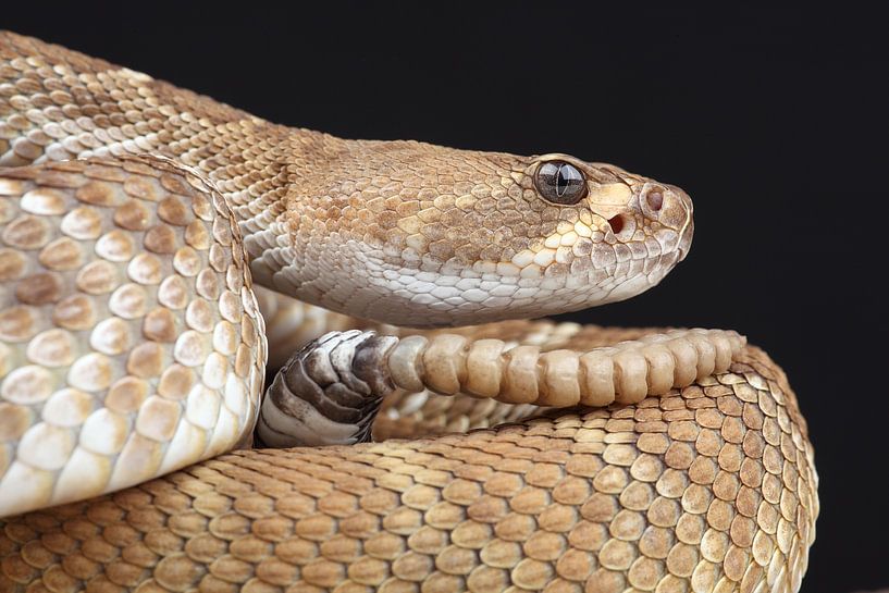 Red Diamond Rattlesnake (Crotlus ruber) by Ronald Pol