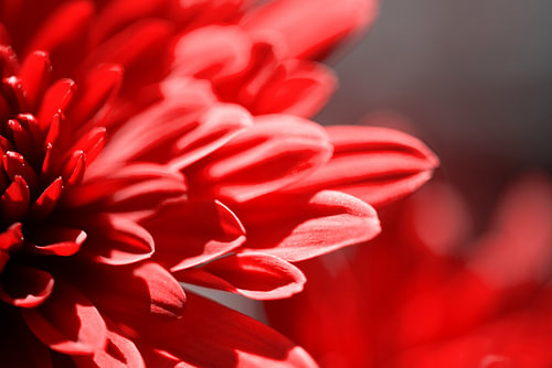 aster