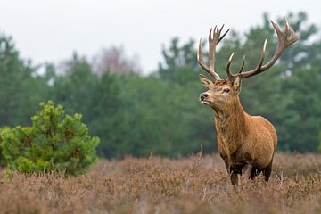 Red deer by Heiko Lehmann