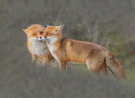 Love is van Anna Stelloo