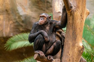 Chimpansee zittend in een boom van Mario Plechaty Photography