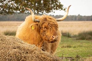 Schottischer Highlander hinter einem Haufen Heu