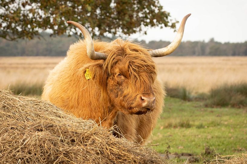 Schottischer Highlander hinter einem Haufen Heu von KB Design & Photography (Karen Brouwer)