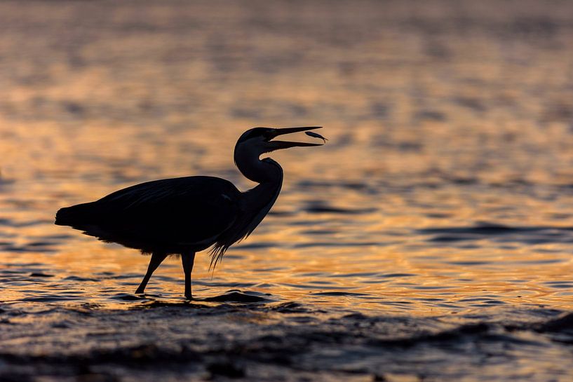 Silhouette de héron bleu capturant un poisson au coucher du soleil par Remco Van Daalen