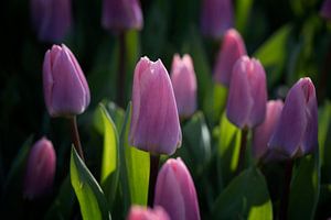 Lila Tulpe