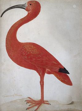 Rode ibis met een ei, Dorothea Maria Gsell