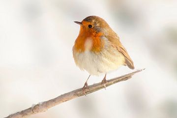 Rotkehlchen sitzt auf einem Zweig im Winter von Mario Plechaty Photography