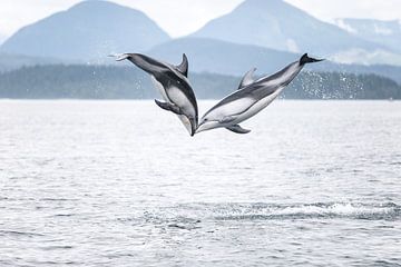 Springende Delfine in British Columbia