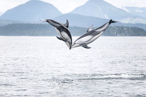 Springende dolfijnen in British Columbia
