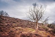 Einsamer Baum auf dem Posbank, Niederlande von Arja Schrijver Fotografie Miniaturansicht