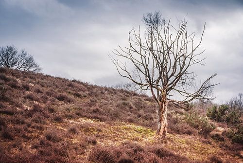 Eenzame boom op de Posbank