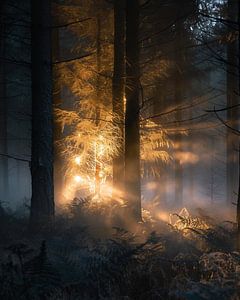 Romantisches Licht im Wald