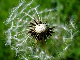 Paardenbloempluis van Joke Schippers
