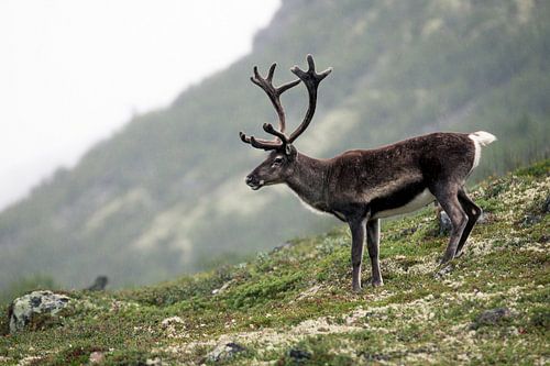 Reindeer in Jotunheimen, Norway