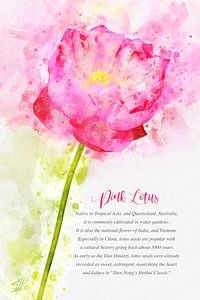 Rosa Lotus