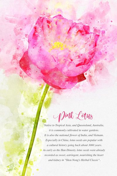 Roze Lotus van Theodor Decker