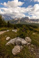 Arbre solitaire dans les dolomites