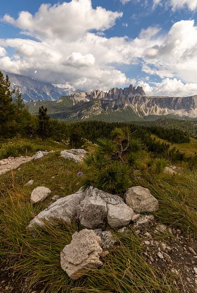 Lonely tree in the dolomites by Nico Olsthoorn