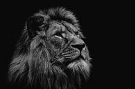 Lion head lying by Claire Groeneveld thumbnail