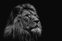 Lion head lying