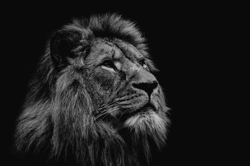 Lion head lying by Claire Groeneveld
