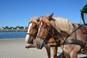 Chevaux à Vitte sur l'île de Hiddensee