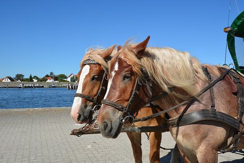 Pferde in Vitte auf der Insel Hiddensee