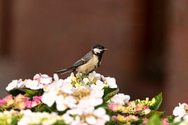 Kohlmeise auf einer Hortensie von Jan van Meegen