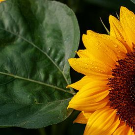 Sunflower after the rain von Geert Groot