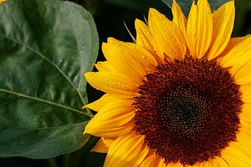 Sunflower after the rain von Geert Groot